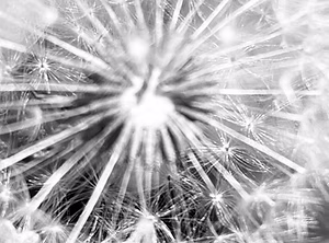 Plants/Botanicals Monochrome