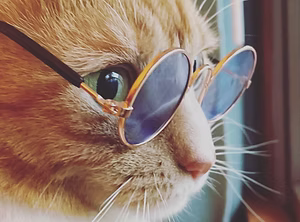 Animals Color